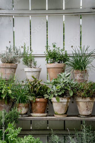 green herbal plants in a tiny vertical garden