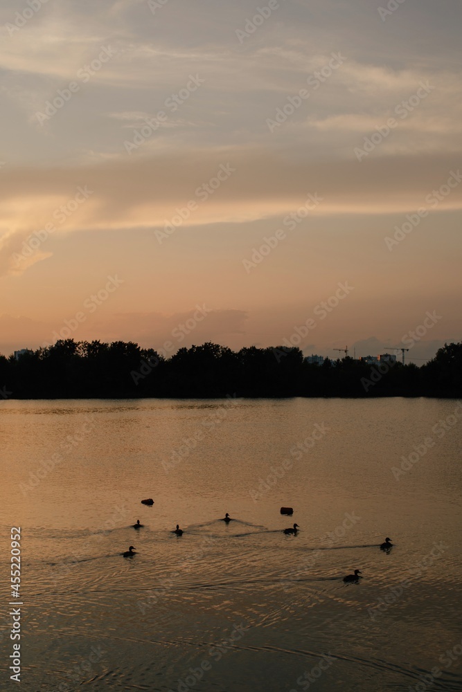 Naklejka premium Ducks on river in dusk 