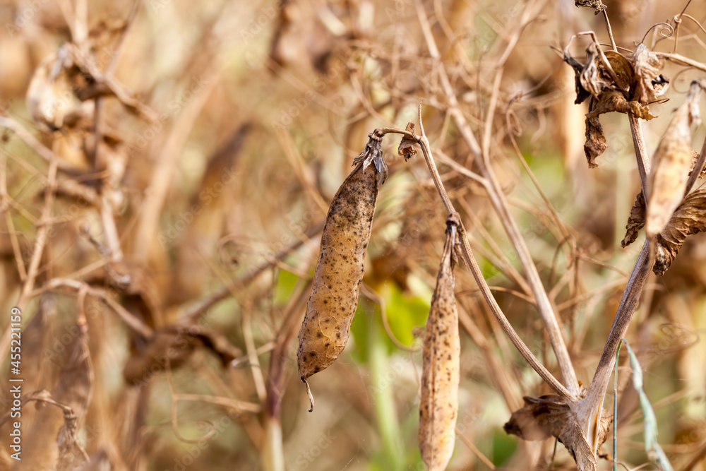 an agricultural field with a ripe crop of peas an agricultural field with a ripe crop of peas