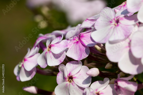 carnation flowers in the spring season