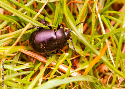 Cockroach in the Grass photo