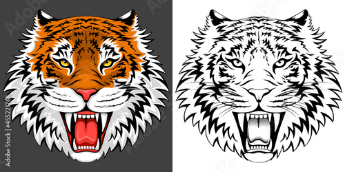 Adult angry roaring tiger face. Colorful and mono color graphic. Vector illustration.
