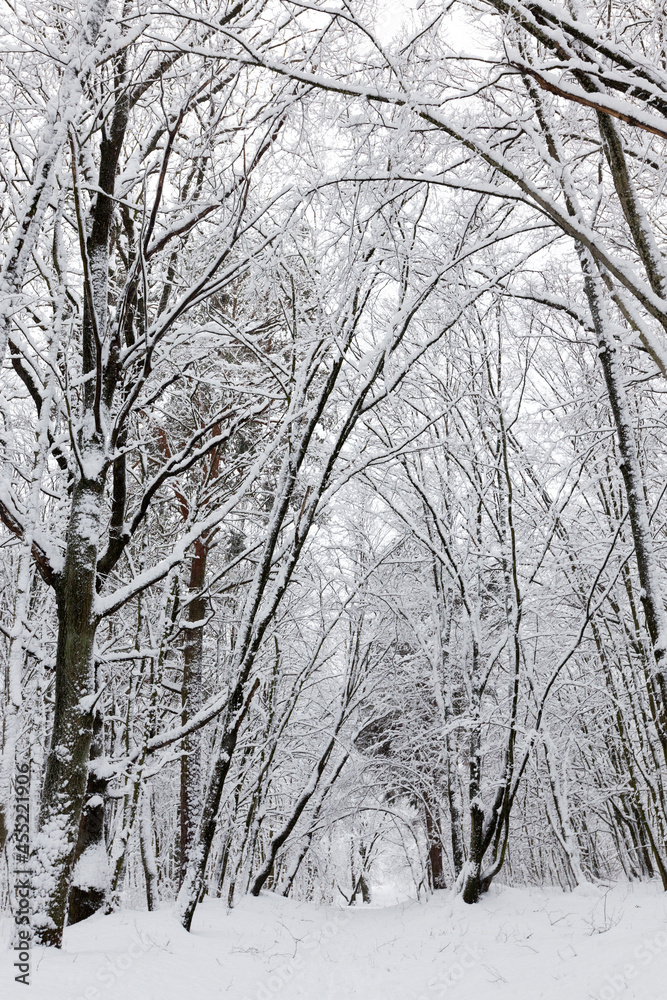 winter forest with trees without foliage winter forest with trees without foliage