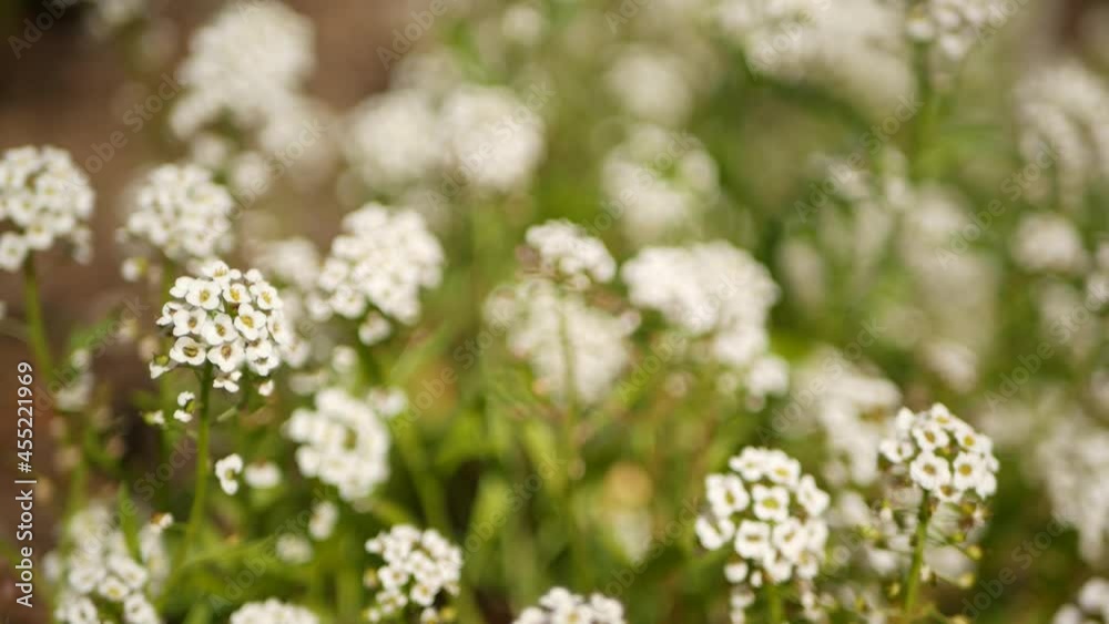 Tender white flowers in garden, California USA. Springtime meadow romantic atmosphere, morning delicate pure greenery. Spring fresh garden or lea in soft focus. Natural botanical blossom close up. Tender white flowers in garden, California USA. Springtime meadow romantic atmosphere, morning delicate pure greenery. Spring fresh garden or lea in soft focus. Natural botanical blossom close up.