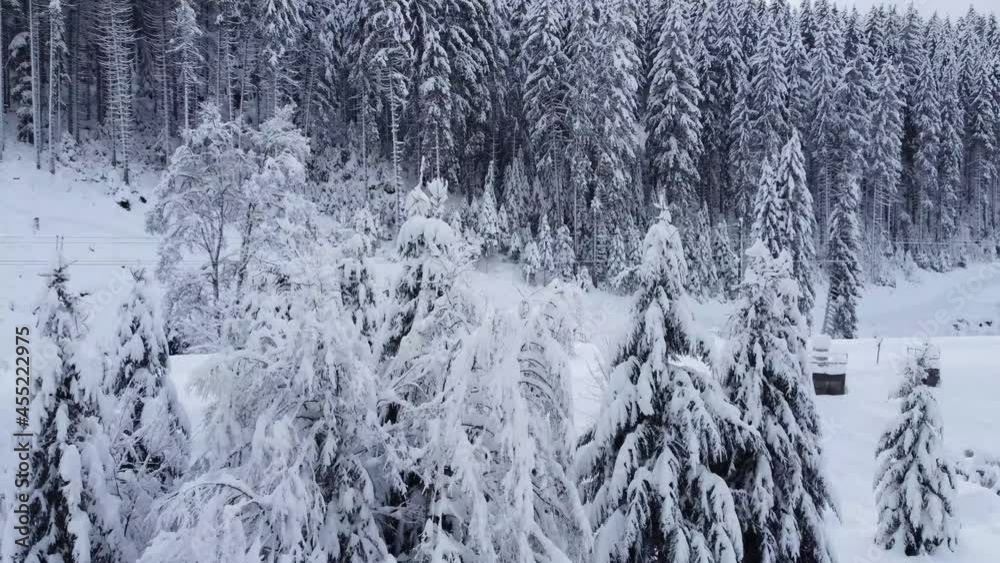 A Droneshot between two trees in winter. A Droneshot between two trees in winter.