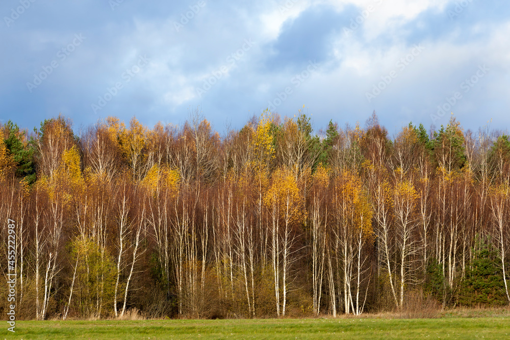 Fototapeta premium yellow and orange foliage on birch trees