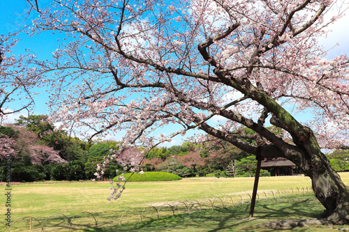 Sakura in Koishikawa Korakuen garden, Okayama, Japan photo