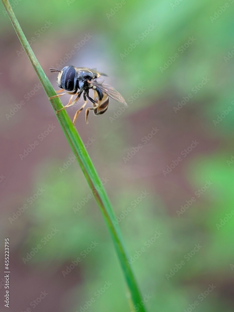 Hoverfly resting on weed flower