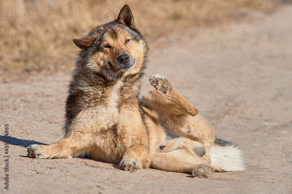Fototapeta premium A fluffy dog lies on the road on a sunny day