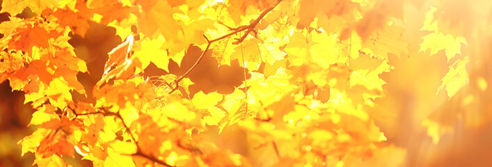abstract autumn fall background leaves yellow nature october wallpaper seasonal