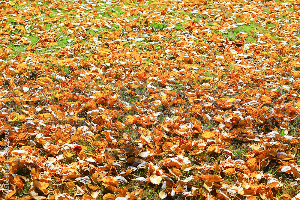 fallen leaves seasonal abstract background