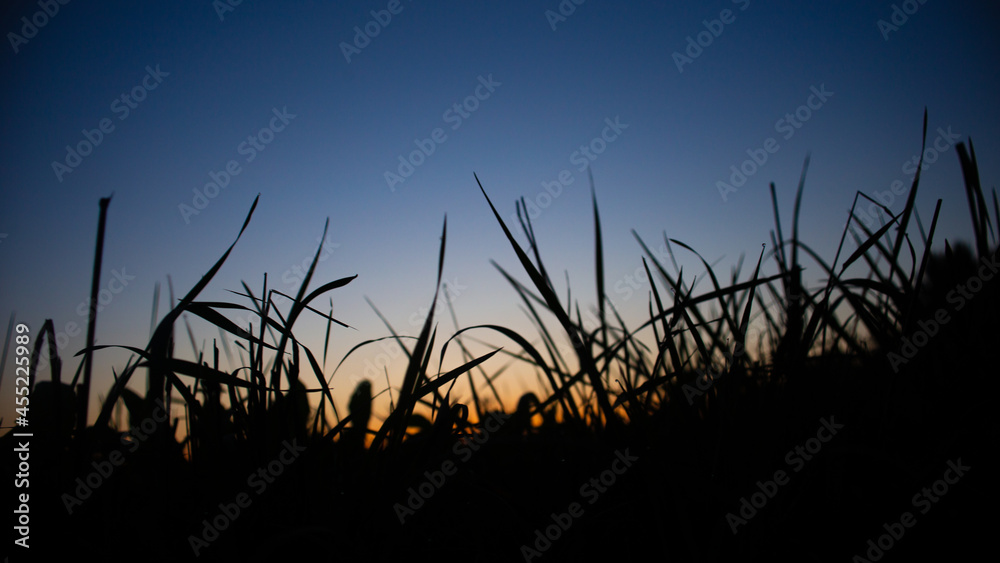 Silhouette of a meadow with long stems of plants close-up in the evening against the backdrop of sunset. Copy space