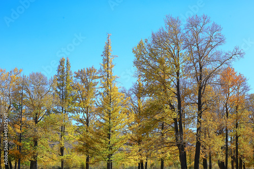 abstract background texture of autumn forest  yellow trees pattern landscape view