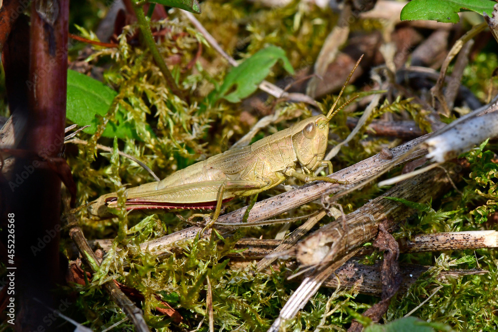 Große Goldschrecke // Large Gold Grasshopper (Chrysochraon dispar) Große Goldschrecke // Large Gold Grasshopper (Chrysochraon dispar)