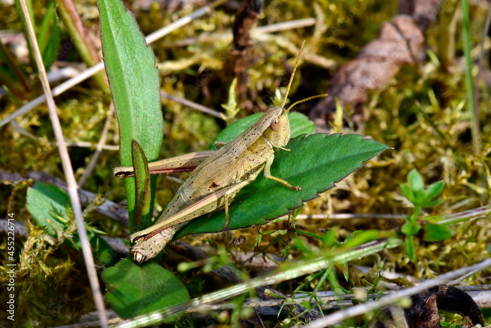 Large Gold Grasshopper // Große Goldschrecke (Chrysochraon dispar) 