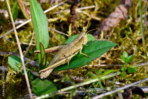 Large Gold Grasshopper // Große Goldschrecke (Chrysochraon dispar)  © bennytrapp