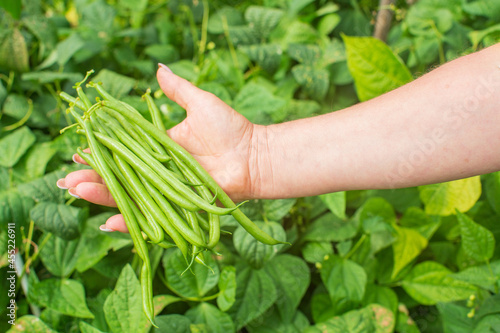 Farmer's hands hold pods of beans on a background of green grass in the garden. Harvesting healthy food concept