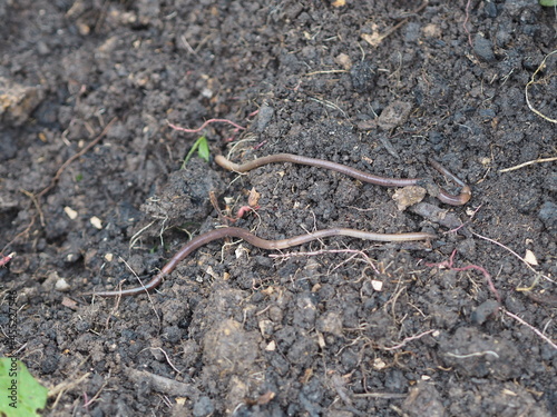 Earthworm Earthworms crawling on the ground can move through soil underground move longer distances on top of the soil, Annelida, Haplotaxida animal
