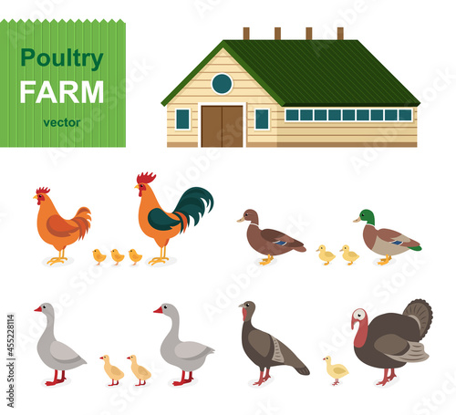 Poultry farm - set. Сartoon animals collection in flat style isolated on white background: rooster, chicken, duck, goose, turkey, drake. 