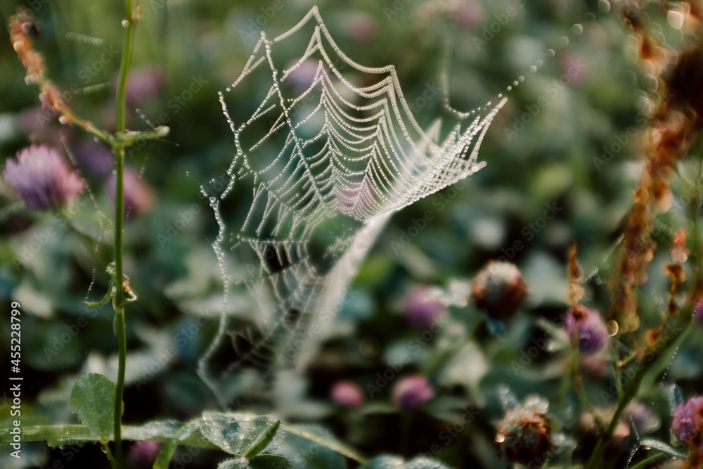 spider's web