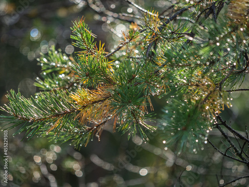 Pine branches wet after rain with water drops on needles