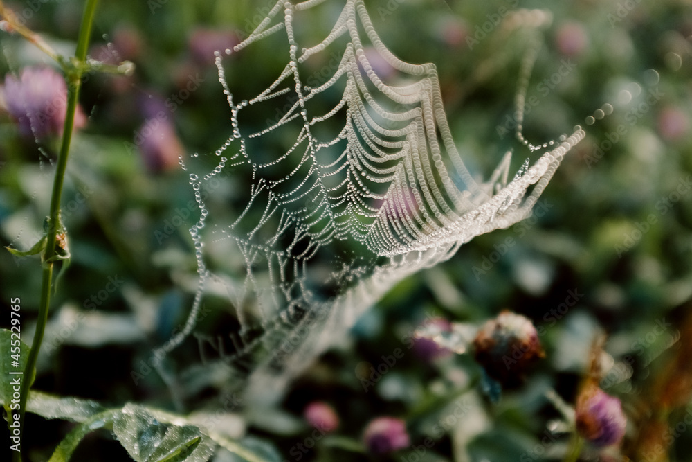 spider's web