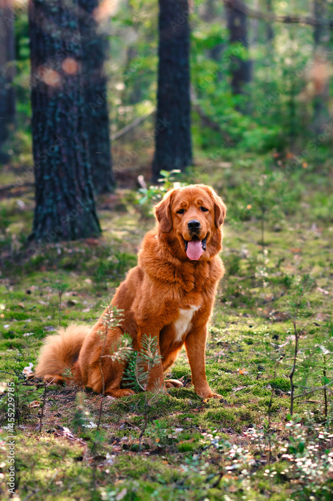 A large beautiful dog is sitting in a pine forest. Portrait of a ginger dog in the forest.