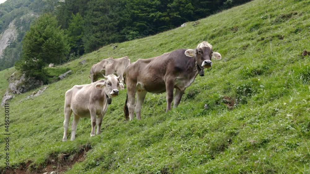 calf with mother cow standing in mountain slope and chewing their grass that they have eaten, in the day without people in cloudy sky calf with mother cow standing in mountain slope and chewing their grass that they have eaten, in the day without people in cloudy sky
