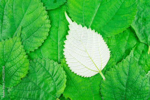 Green ramie leaf background material photo