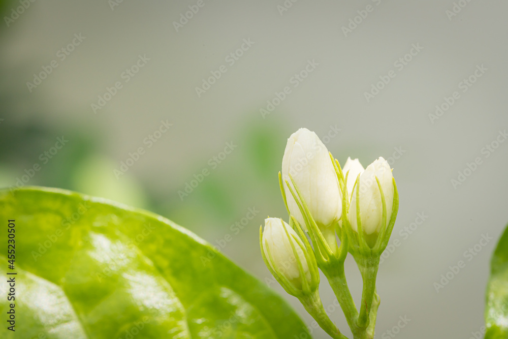 Jasmine flowers in the garden emit a scent Stock Photo Adobe Stock