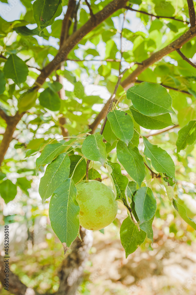 green pear grows on branch of tree with leaves. fruit growing. harvesting. vertical food content. natural food. selective focus