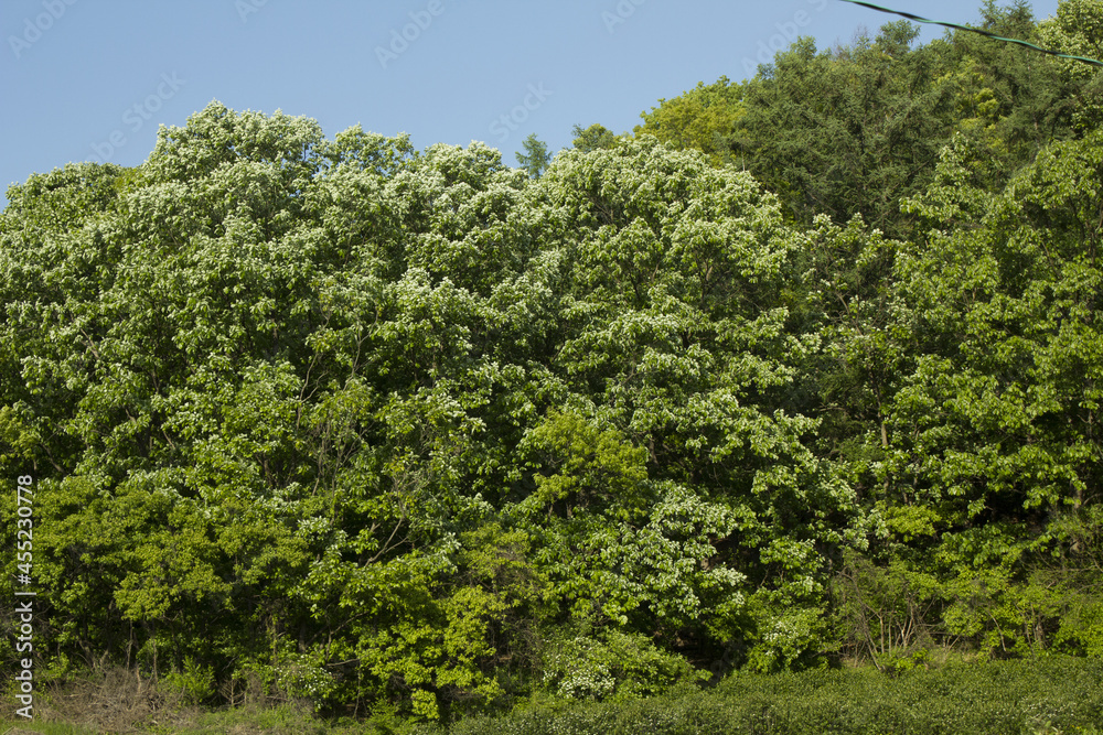 Summer forest and blue sky