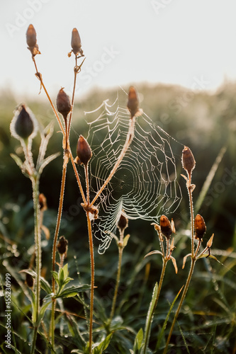  spider's web