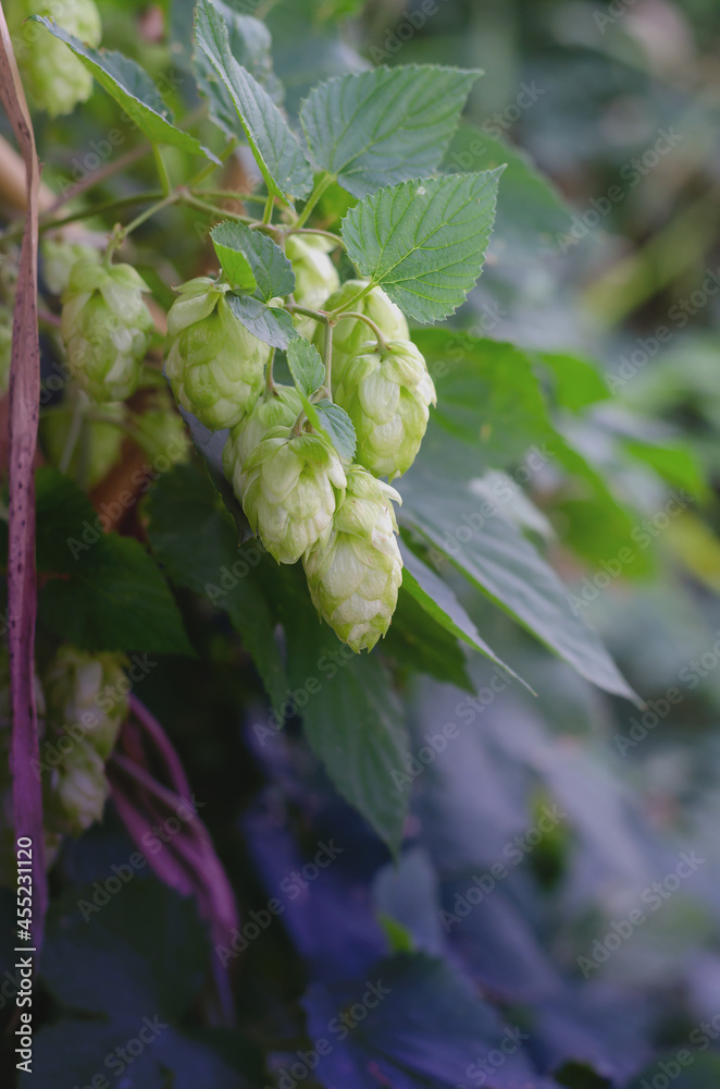 Green hop cones on the branches. The plant is used for beer production. Brewing. Daytime. Outside. Selective focus. Green hop cones on the branches. The plant is used for beer production. Brewing. Daytime. Outside. Selective focus.