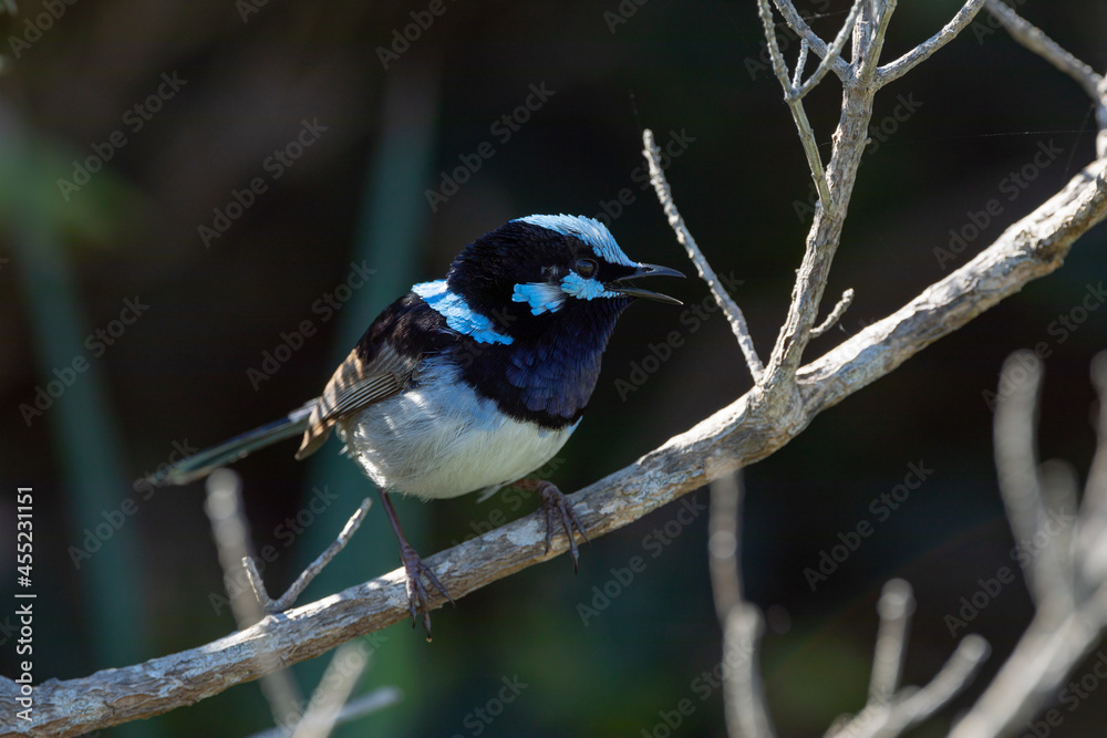 Singing superb fairywren (Malurus cyaneus) on a branch Singing superb fairywren (Malurus cyaneus) on a branch
