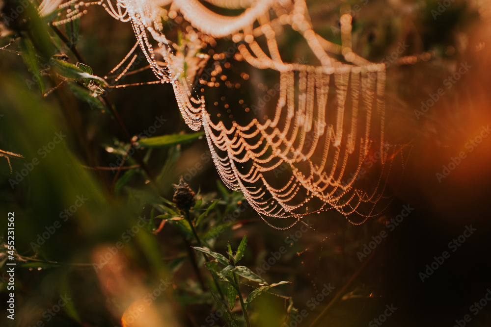 spider's web