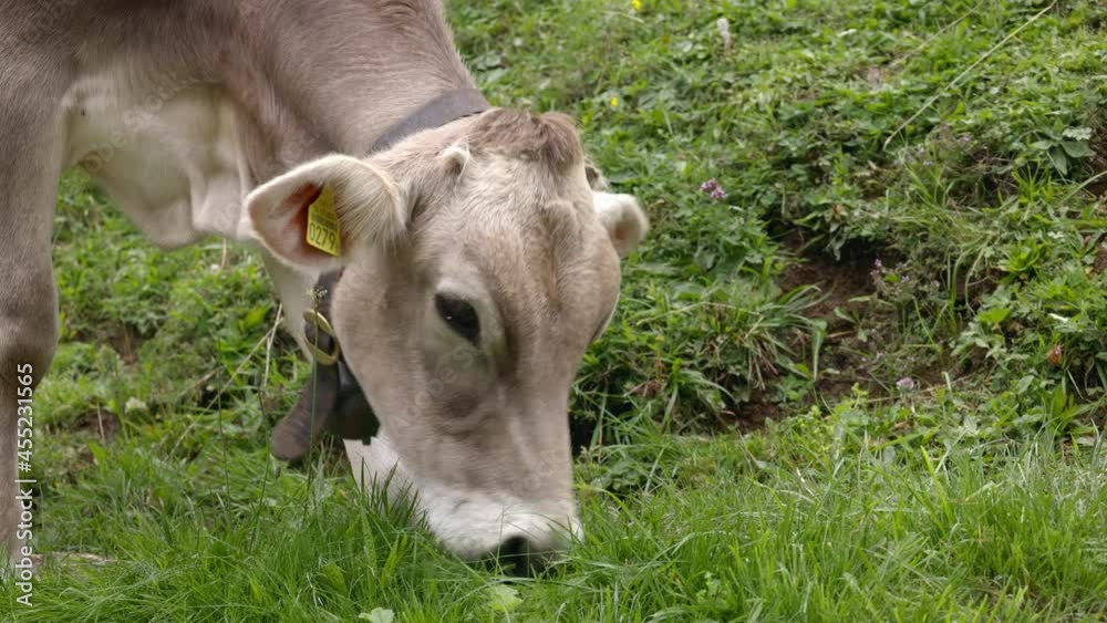 young brown calf eating grass, spring meadow in swiss mountains, natural food in nature gives fresh healthy milk young brown calf eating grass, spring meadow in swiss mountains, natural food in nature gives fresh healthy milk