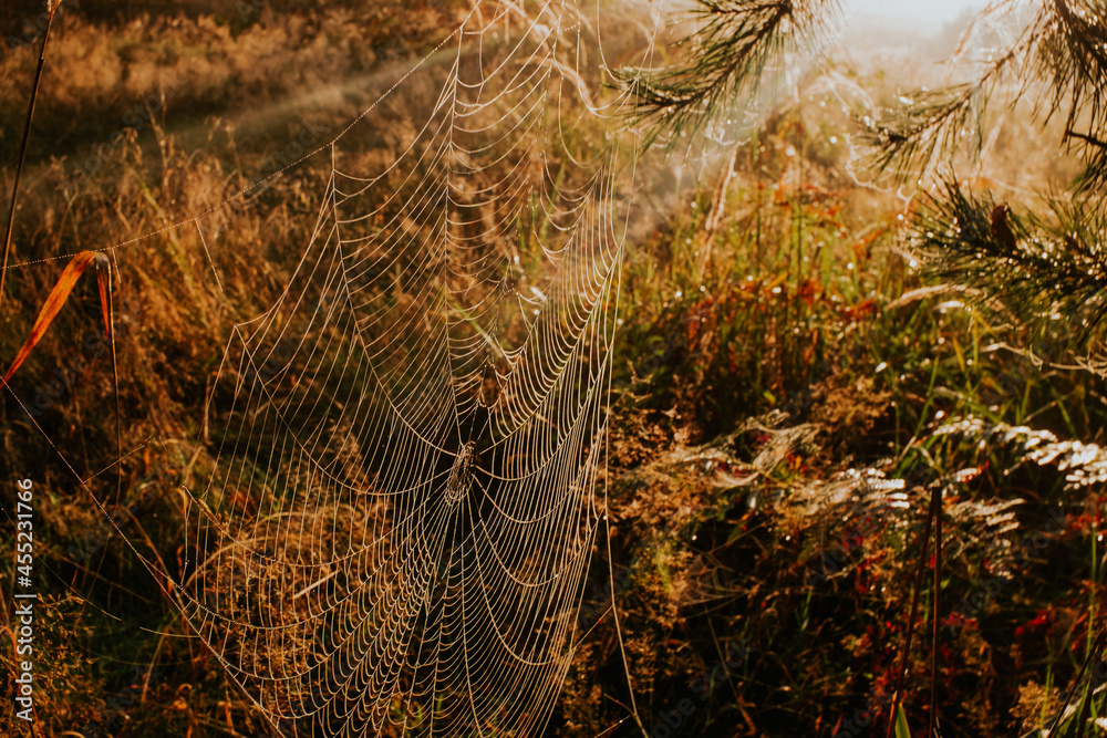 spider's web