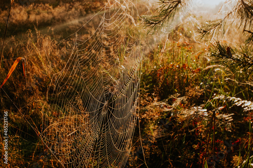 Obraz na płótnie
spider's web w salonie
