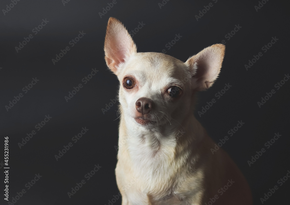 healthy brown short hair Chihuahua dog sitting  on black background, looking at camera.