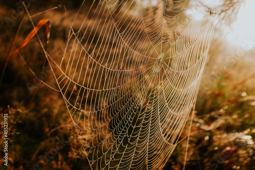 
spider's web