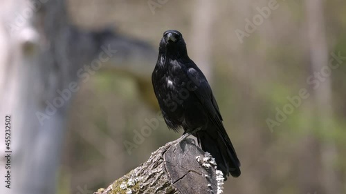 black raven on a tree trunk looks around and flies away, during the day without people, ravens are very smart animals