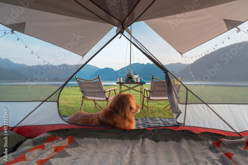 Photography Looking out from the inside of the tent, the golden retriever is lying at the do
