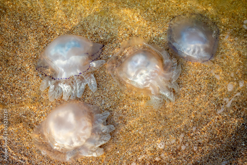 Jellyfish on the sea sand