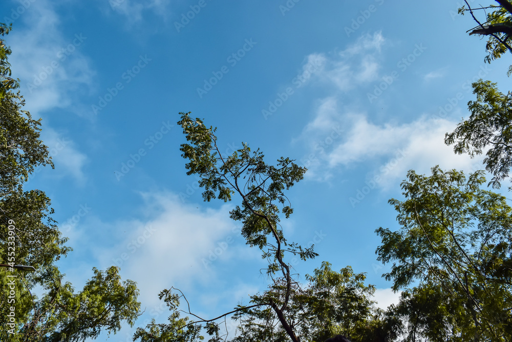 Fototapeta premium sky and tree