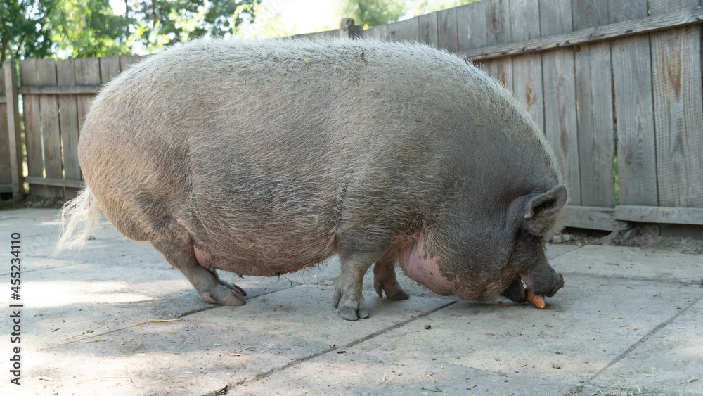 wild boar eat carrots. big pig eats wild boar eat carrots. big pig eats