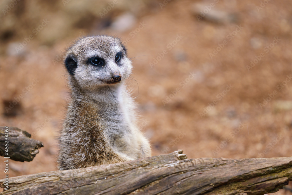 Suricata standing on a guard. Curious meerkat (Suricata suricatta). Suricata standing on a guard. Curious meerkat (Suricata suricatta).