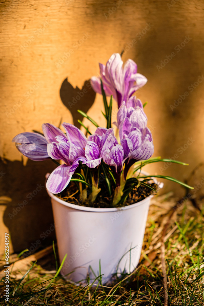 Naklejka premium fresh crocuses in the pot