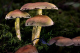 Glowing Mushrooms in a Forest in Northern Europe