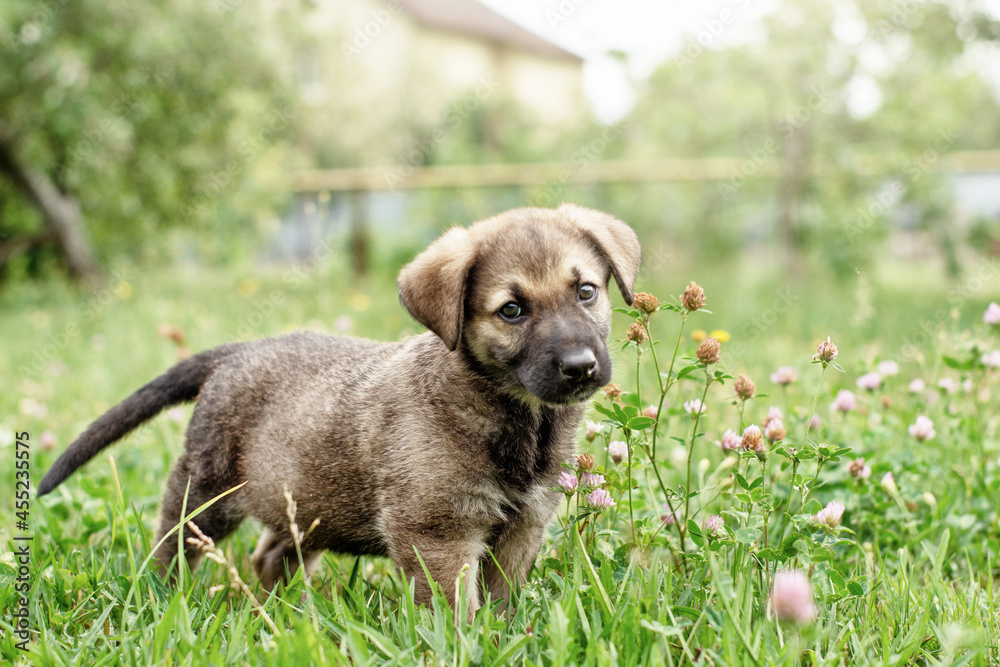 cute little German Shepherd puppy on the green grass in summer